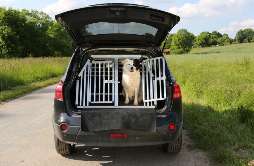 Jak bezpiecznie przewozić zwierzęta domowe w samochodzie?